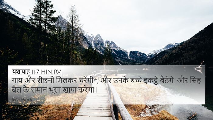 यशायाह 11:7 HINIRV 4K Wallpaper - गाय और रीछनी मिलकर - 4K Wallpaper Bible Verse