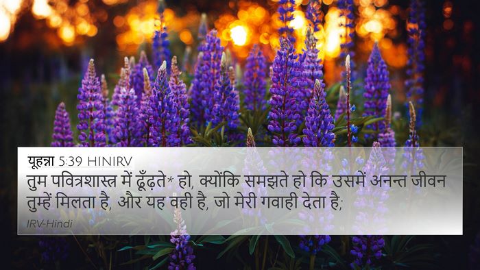 यूहन्ना 5:39 HINIRV Bible Verse Image
