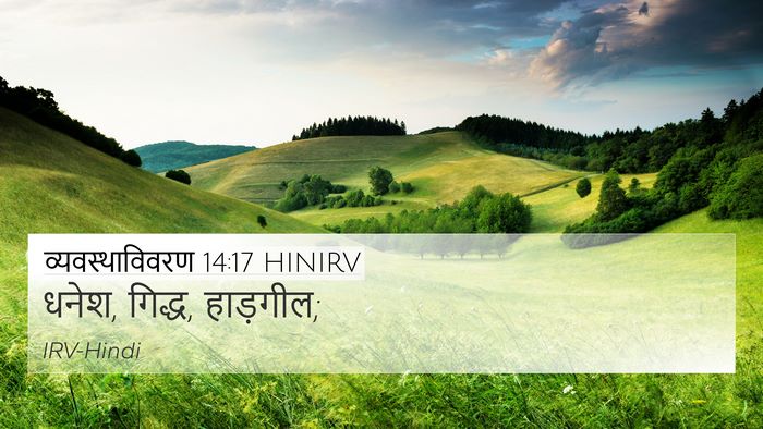 व्यवस्थाविवरण 14:17 HINIRV 4K Wallpaper - धनेश, गिद्ध, - 4K Wallpaper Bible Verse