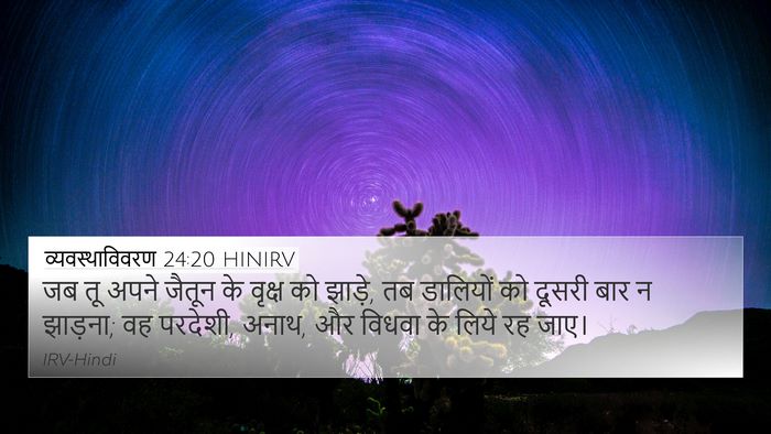 व्यवस्थाविवरण 24:20 HINIRV 4K Wallpaper - जब तू अपने जैतून के - 4K Wallpaper Bible Verse