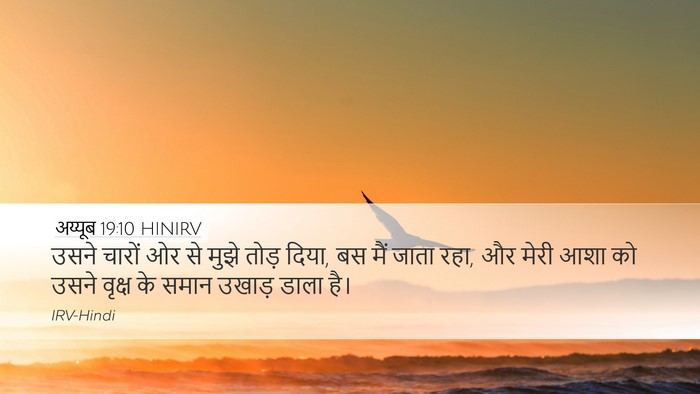 अय्यूब 19:10 HINIRV Bible Verse Image