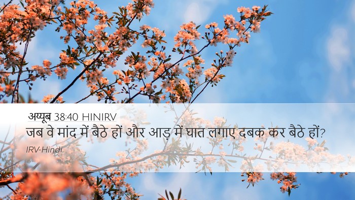 अय्यूब 38:40 HINIRV Desktop Wallpaper - जब वे मांद में बैठे - Desktop Bible Verse Wallpaper