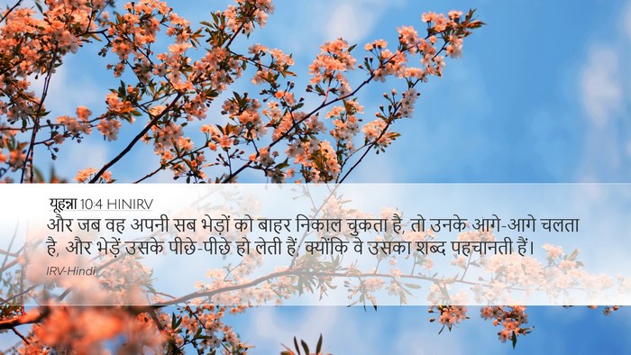 यूहन्ना 10:4 HINIRV Bible Verse Image