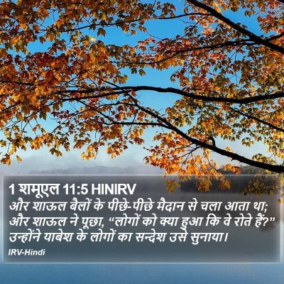 1 शमूएल 11:5 HINIRV Bible Verse Image