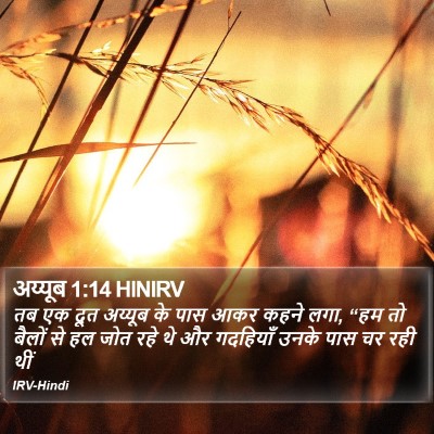 अय्यूब 1:14 HINIRV Bible Verse Image