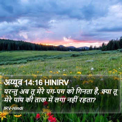 अय्यूब 14:16 HINIRV Bible Verse Image