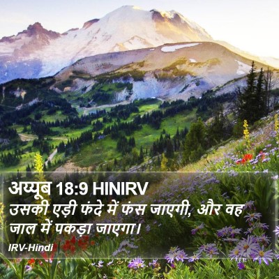 अय्यूब 18:9 HINIRV Bible Verse Image