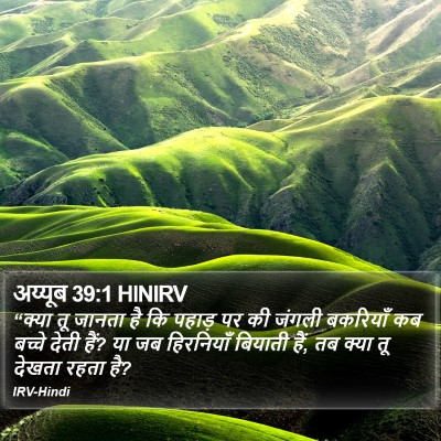 अय्यूब 39:1 HINIRV Bible Verse Image