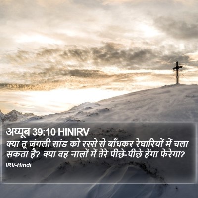 अय्यूब 39:10 HINIRV Bible Verse Image