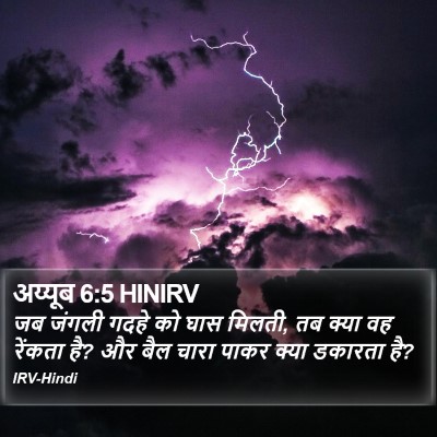 अय्यूब 6:5 HINIRV Bible Verse Image