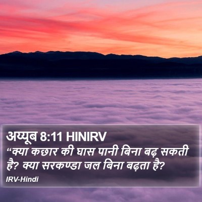 अय्यूब 8:11 HINIRV Bible Verse Image