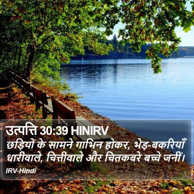 उत्पत्ति 30:39 HINIRV Bible Verse Image