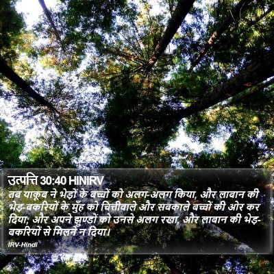 उत्पत्ति 30:40 HINIRV Bible Verse Image