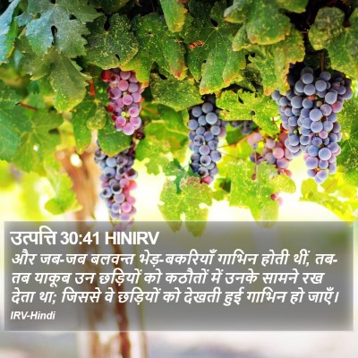 उत्पत्ति 30:41 HINIRV Bible Verse Image