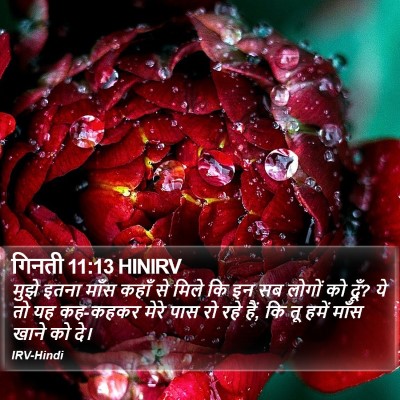 गिनती 11:13 HINIRV Bible Verse Image
