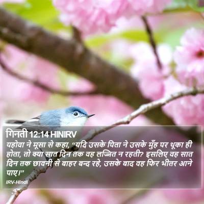 गिनती 12:14 HINIRV Bible Verse Image