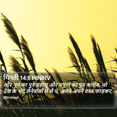गिनती 14:6 HINIRV Bible Verse Image