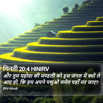 गिनती 20:4 HINIRV Bible Verse Image