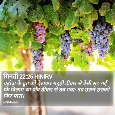 गिनती 22:25 HINIRV Bible Verse Image