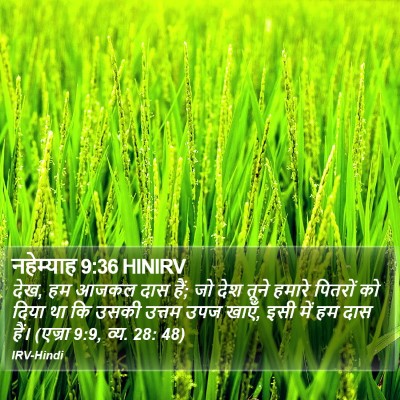 नहेम्याह 9:36 HINIRV Bible Verse Image