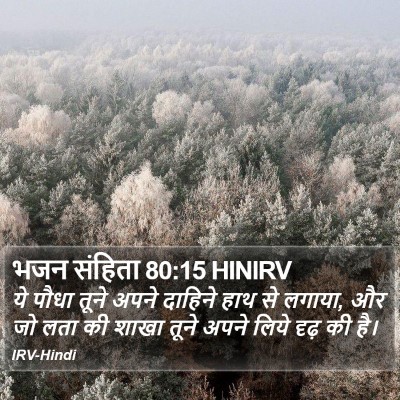 भजन संहिता 80:15 HINIRV Bible Verse Image