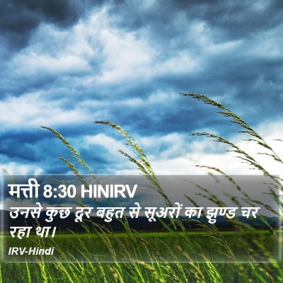 मत्ती 8:30 HINIRV Bible Verse Image