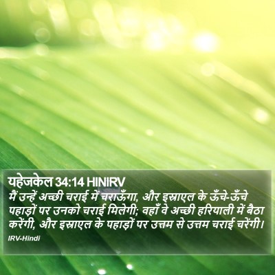 यहेजकेल 34:14 HINIRV Bible Verse Image