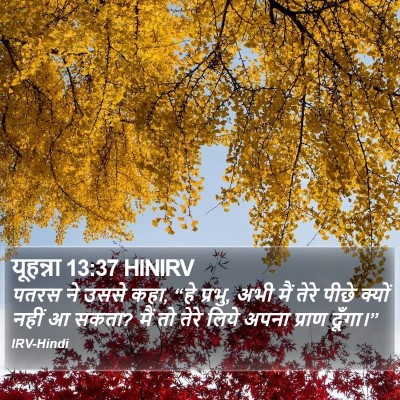 यूहन्ना 13:37 HINIRV Bible Verse Image