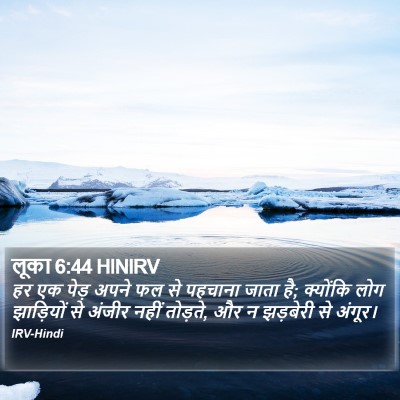 लूका 6:44 HINIRV Bible Verse Image