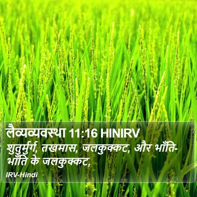 लैव्यव्यवस्था 11:16 HINIRV Bible Verse Image