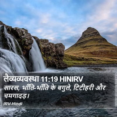 लैव्यव्यवस्था 11:19 HINIRV Bible Verse Image