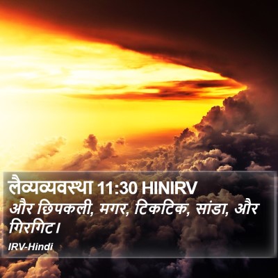 लैव्यव्यवस्था 11:30 HINIRV Bible Verse Image
