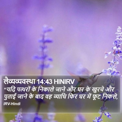 लैव्यव्यवस्था 14:43 HINIRV Bible Verse Image
