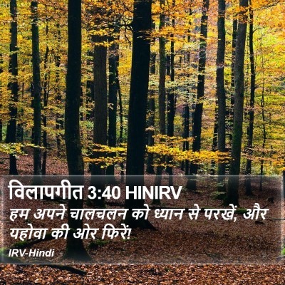 विलापगीत 3:40 HINIRV Bible Verse Image
