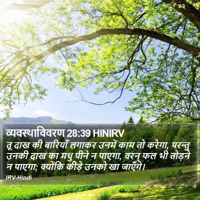 व्यवस्थाविवरण 28:39 HINIRV Bible Verse Image