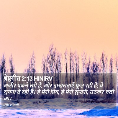 श्रेष्ठगीत 2:13 HINIRV Bible Verse Image