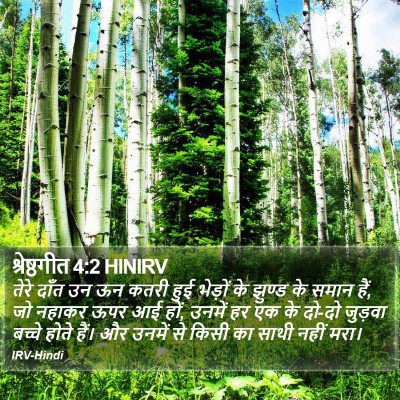 श्रेष्ठगीत 4:2 HINIRV Bible Verse Image