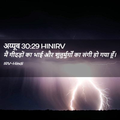 Picture 02 - अय्यूब 30:29 HINIRV - मैं गीदड़ों का भाई - Bible Verse Picture