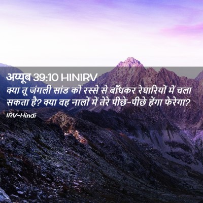 Picture 02 - अय्यूब 39:10 HINIRV - क्या तू जंगली सांड - Bible Verse Picture