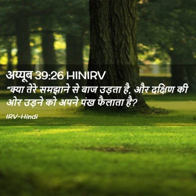 Picture 02 - अय्यूब 39:26 HINIRV - “क्या तेरे समझाने - Bible Verse Picture