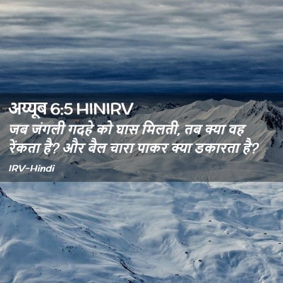 Picture 02 - अय्यूब 6:5 HINIRV - जब जंगली गदहे को - Bible Verse Picture