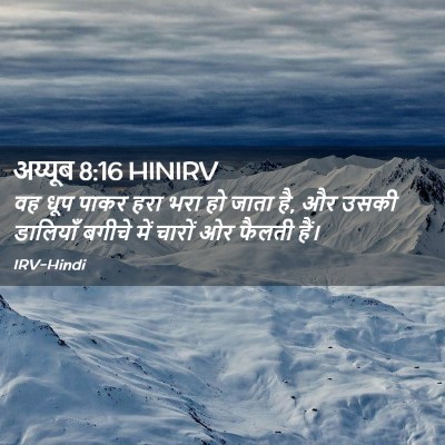 Picture 02 - अय्यूब 8:16 HINIRV - वह धूप पाकर हरा भरा - Bible Verse Picture