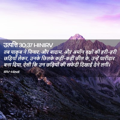 Picture 02 - उत्पत्ति 30:37 HINIRV - तब याकूब ने चिनार, - Bible Verse Picture