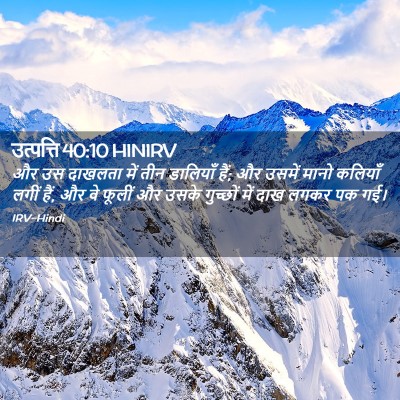 Picture 02 - उत्पत्ति 40:10 HINIRV - और उस दाखलता में - Bible Verse Picture