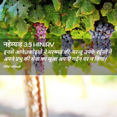 Picture 02 - नहेम्याह 3:5 HINIRV - इनसे आगे तकोइयों - Bible Verse Picture