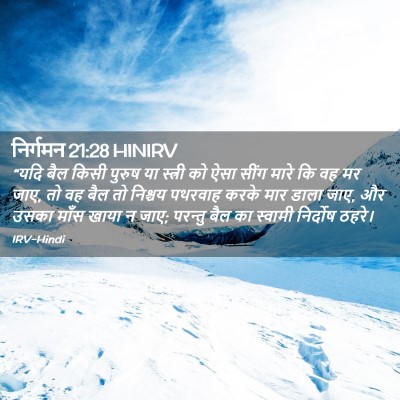 Picture 02 - निर्गमन 21:28 HINIRV - “यदि बैल किसी - Bible Verse Picture