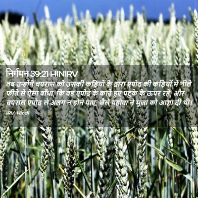 Picture 02 - निर्गमन 39:21 HINIRV - तब उन्होंने चपरास - Bible Verse Picture