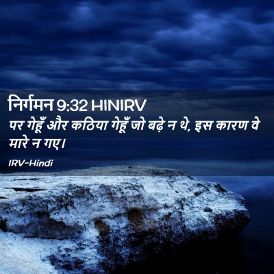 Picture 02 - निर्गमन 9:32 HINIRV - पर गेहूँ और कठिया - Bible Verse Picture