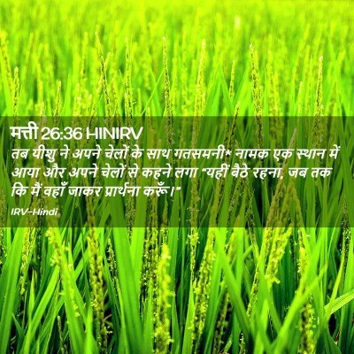Picture 02 - मत्ती 26:36 HINIRV - तब यीशु ने अपने - Bible Verse Picture