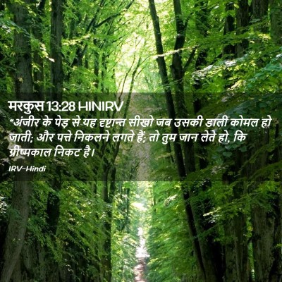 Picture 02 - मरकुस 13:28 HINIRV - “अंजीर के पेड़ से - Bible Verse Picture